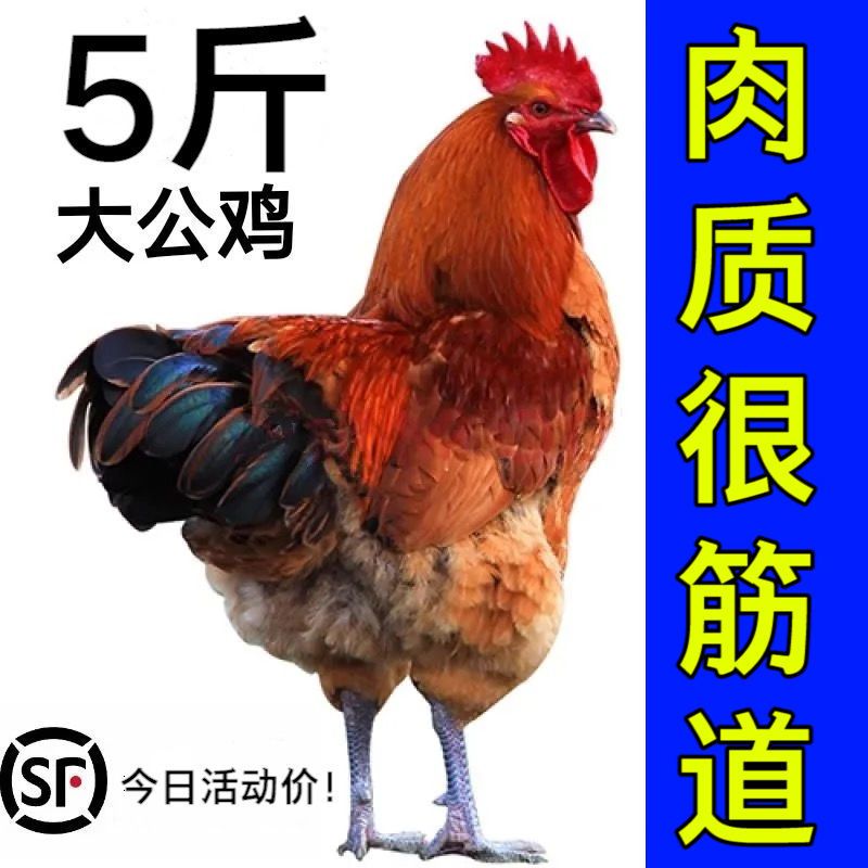 赛卡伊 大公鸡现杀土鸡公鸡散养公鸡老公鸡新鲜鸡肉土公鸡大公鸡整鸡 活鸡现杀 炖肉料包 宰杀后净重3斤[很好吃]