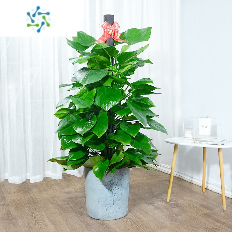 三维工匠大叶绿萝柱盆栽室内吸甲醛净化空气大叶绿萝柱客厅办公室绿植