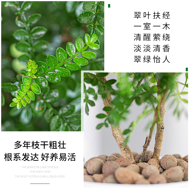 原土球发货+送肥料不含盆 带盆栽好|正宗清香胡椒木盆栽树苗植物室内桌面四季好养小绿植盆景防驱蚊草