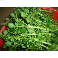 莱芮【西洋菜种子】豆瓣菜种子 水田芥菜种子 营养丰富 易种生长快 西洋菜200粒/一包