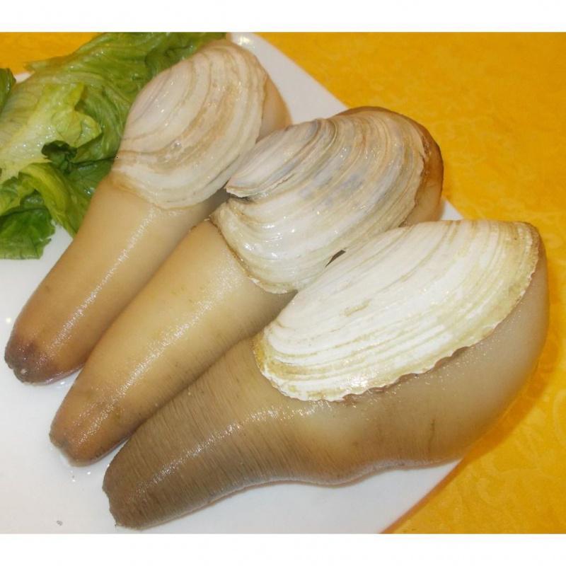 大螺1.5斤左右一个鲜活冷冻保鲜 象拔蚌 水蚌 象鼻蚌 大蚌仔 海鲜