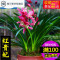 浓香型矮种[红贵妃]兰花苗盆栽室内花卉四季兰建兰绿植好养(请先与客服确认再下单)