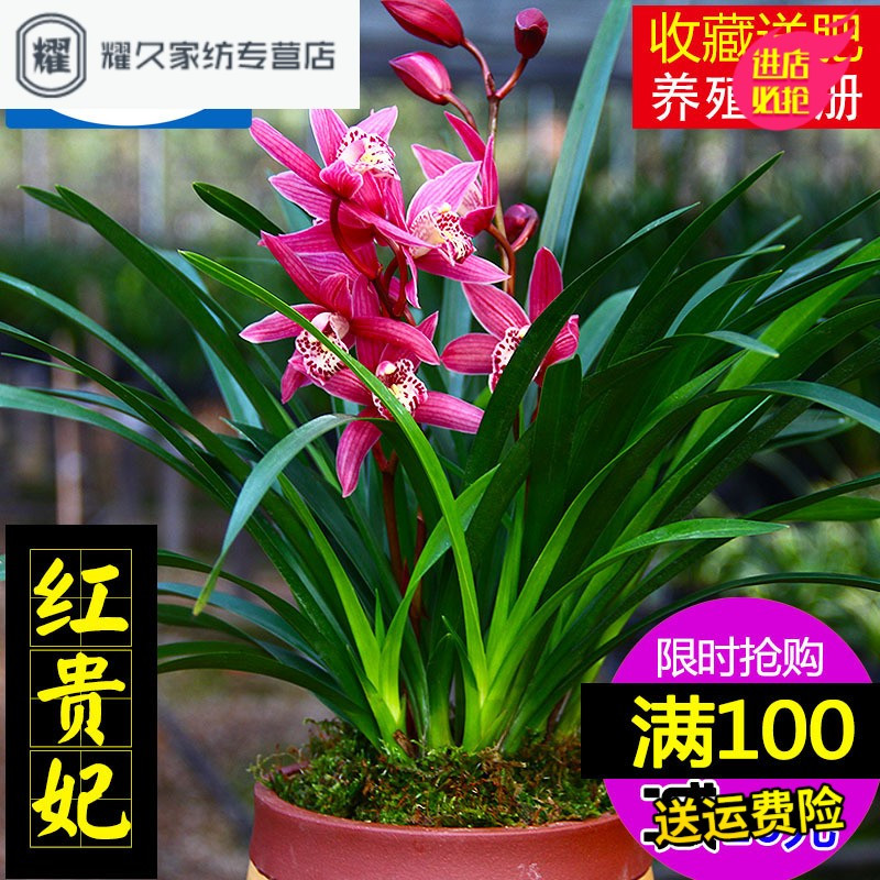浓香型矮种[红贵妃]兰花苗盆栽室内花卉四季兰建兰绿植好养(请先与客服确认再下单)