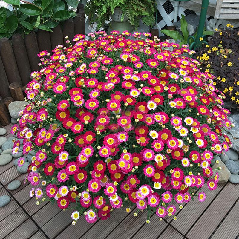 小雏菊花 报价行情 排行 品牌 参数 怎么样 图片 商家 苏宁易购