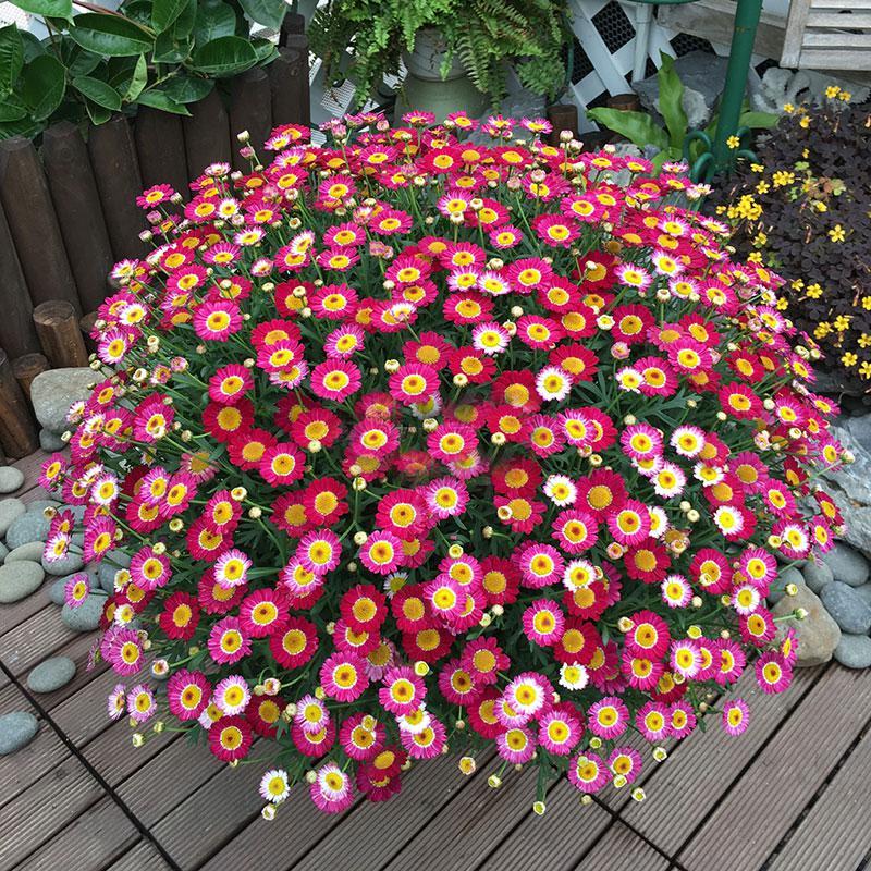 玛格丽特姬小菊球菊盆栽带花菊花千头菊小雏菊花苗四季报价 参数 图片 视频 怎么样 问答 苏宁易购