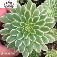 封后法师三圣赤霞飞水墨画欧紫韶羞一物一拍缀化老桩多肉植物桌面花卉 翡翠冰8厘米左右带根 裸根不带土