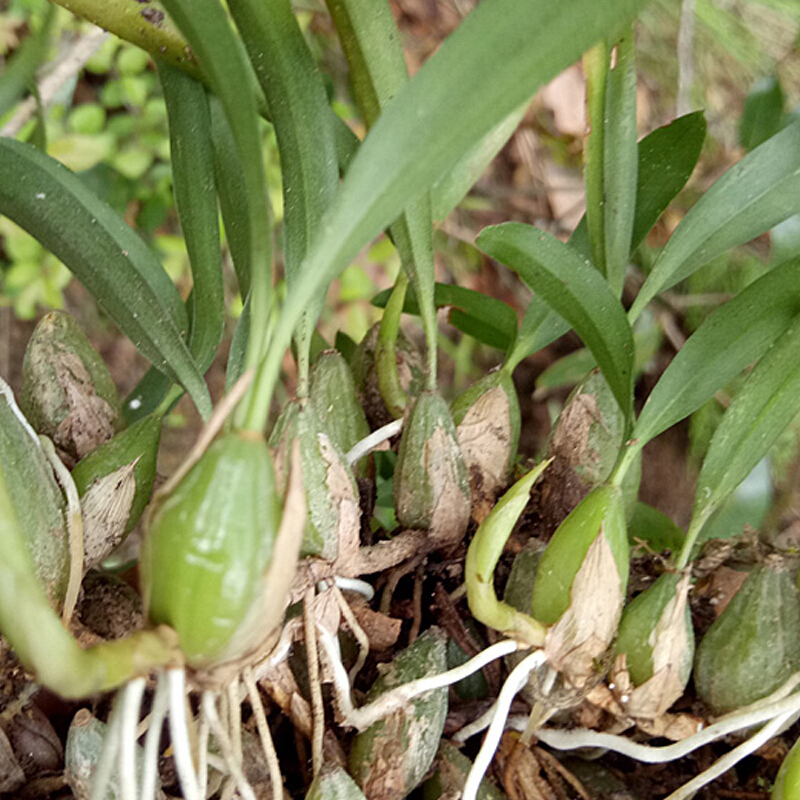 博多客新鲜石橄榄双叶石仙桃果石豆兰500g新鲜石橄榄珠岩豆生鲜新鲜