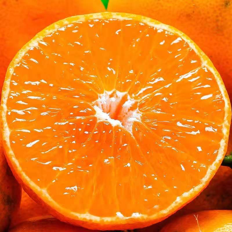 [鲜贝达] 云南沃柑9斤橙子新鲜水果 VC高清大图