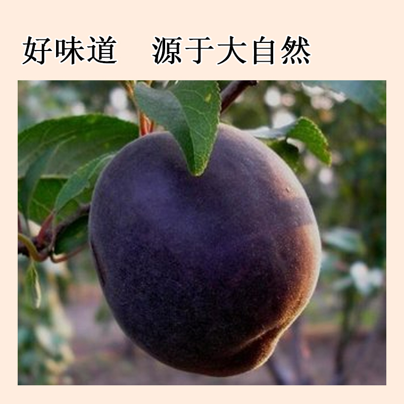 黑杏肉138g/袋高清大图