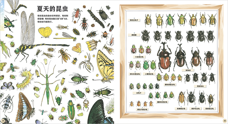 [正版] 我的收藏 寻找大自然的宝藏 6至12岁小学生儿童植物动物科普百科书籍大全 读物绘本课外图画书高清大图