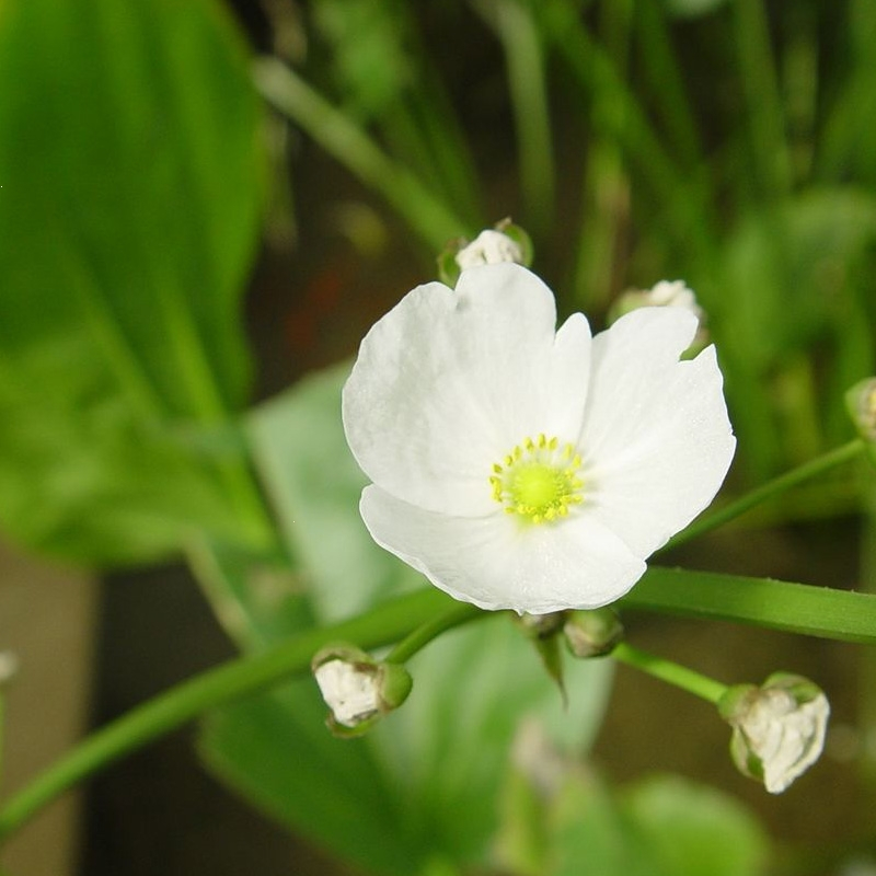 大九叶皇冠草真水草鱼缸装饰活体懒人水草淡水有茎类中后景阴性草