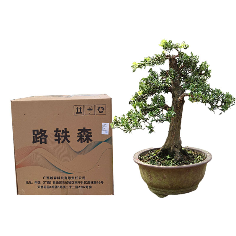 路轶森 罗汉松高 1.5米 棵高清大图