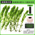 金鱼藻蜈蚣草水草植物绿菊鱼缸造景水培真草养鱼草缸绿植净水新草 均码 金鱼藻20支+4海绵+4净水环送圆心萍
