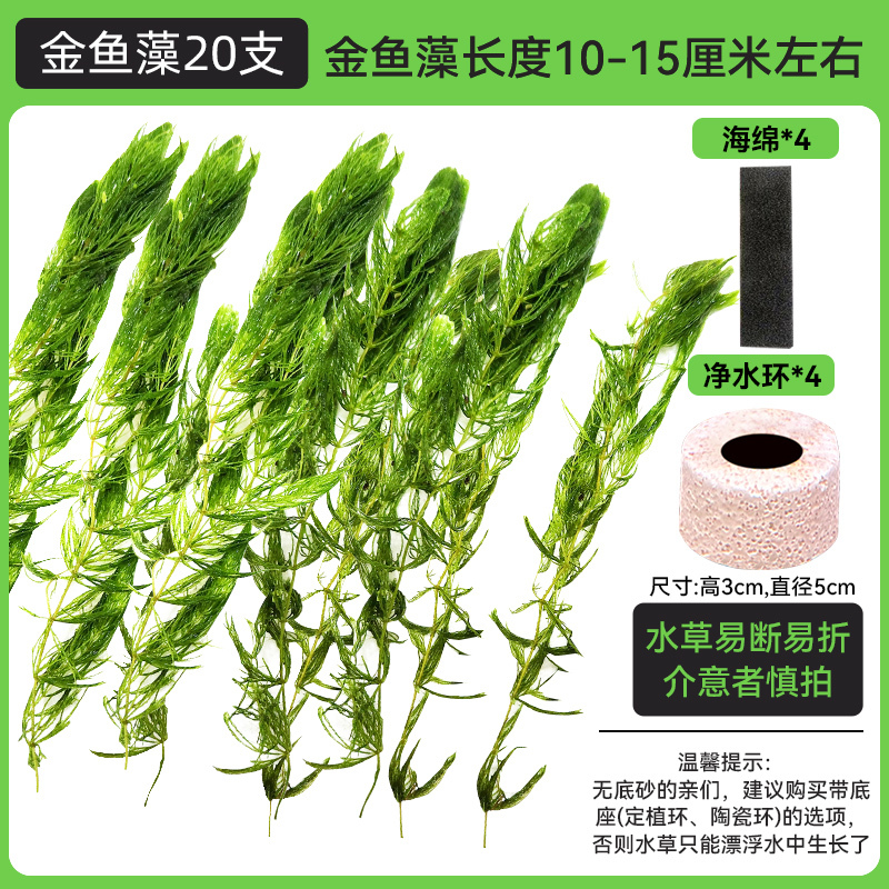 金鱼藻蜈蚣草水草植物绿菊鱼缸造景水培真草养鱼草缸绿植净水新手