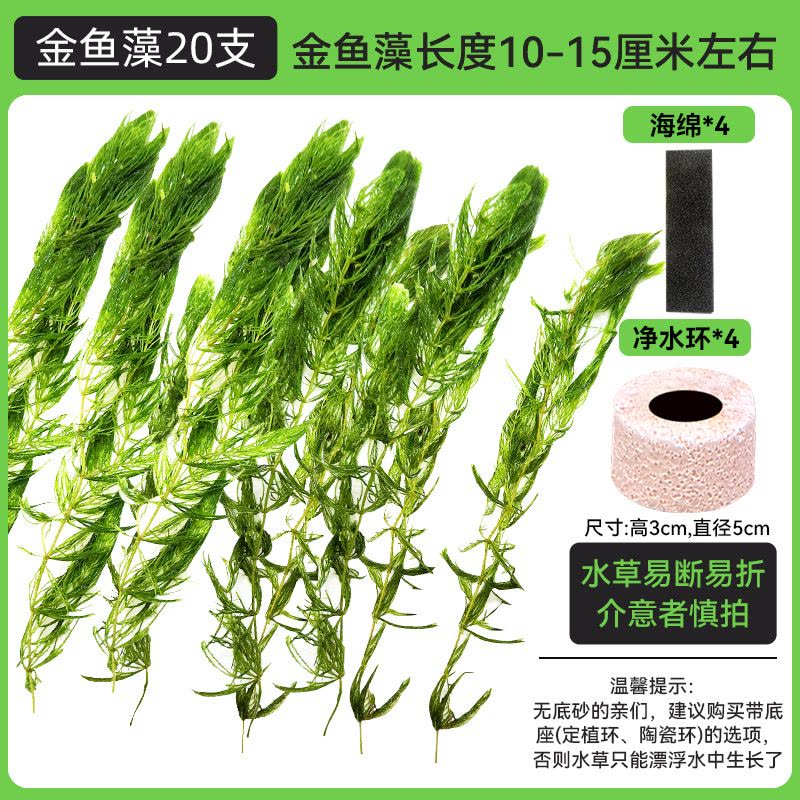 金鱼藻蜈蚣草水草植物绿菊鱼缸造景水培真草养鱼草缸绿植净水新手图片