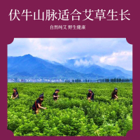 怡美堂 艾柱 54粒/盒 三盒装