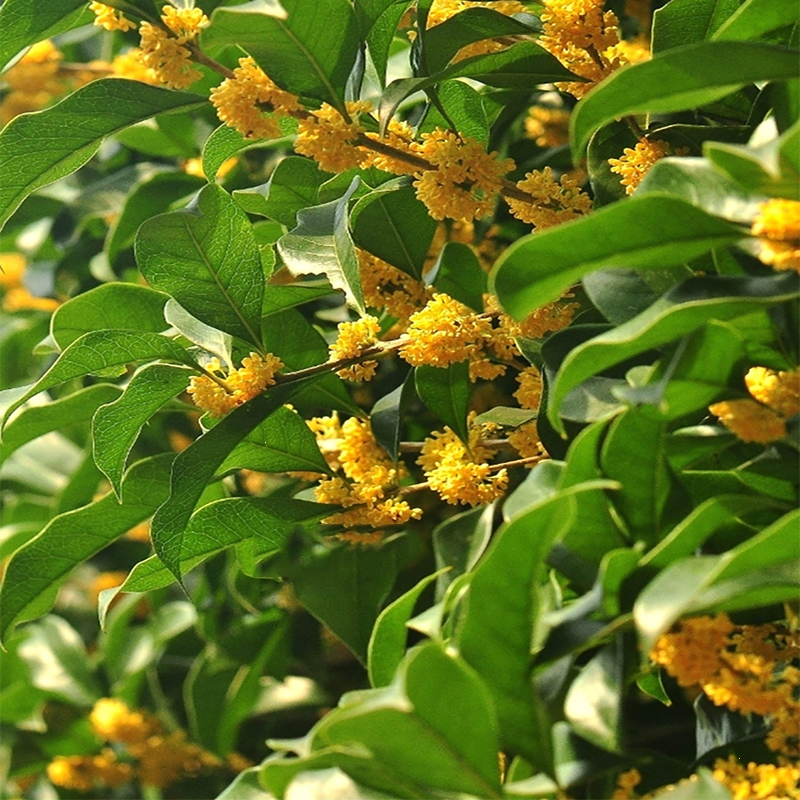 回固桂花树苗观赏地栽盆栽大型四季桂花树苗庭院浓香型花卉植物桂花苗
