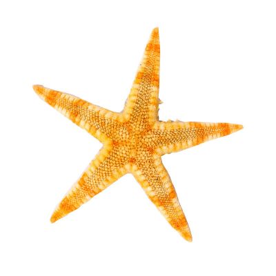 天然贝壳海螺迷你海星diy手工装饰材料饰品配件水晶滴胶鱼缸造景5到7