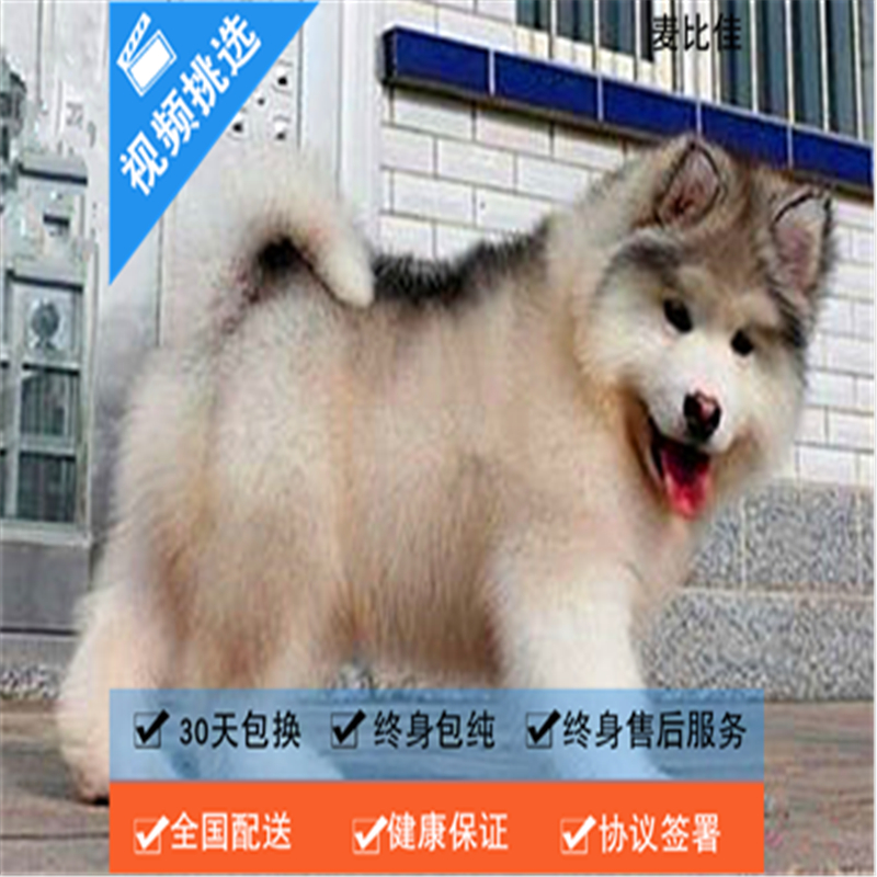 麦比佳 纯种巨型阿拉斯加幼犬活体宠物 熊版十字脸阿拉斯加雪橇犬 双血统烟灰色桃脸阿拉斯加幼崽 巨大型雪橇犬阿拉斯加犬3高清大图