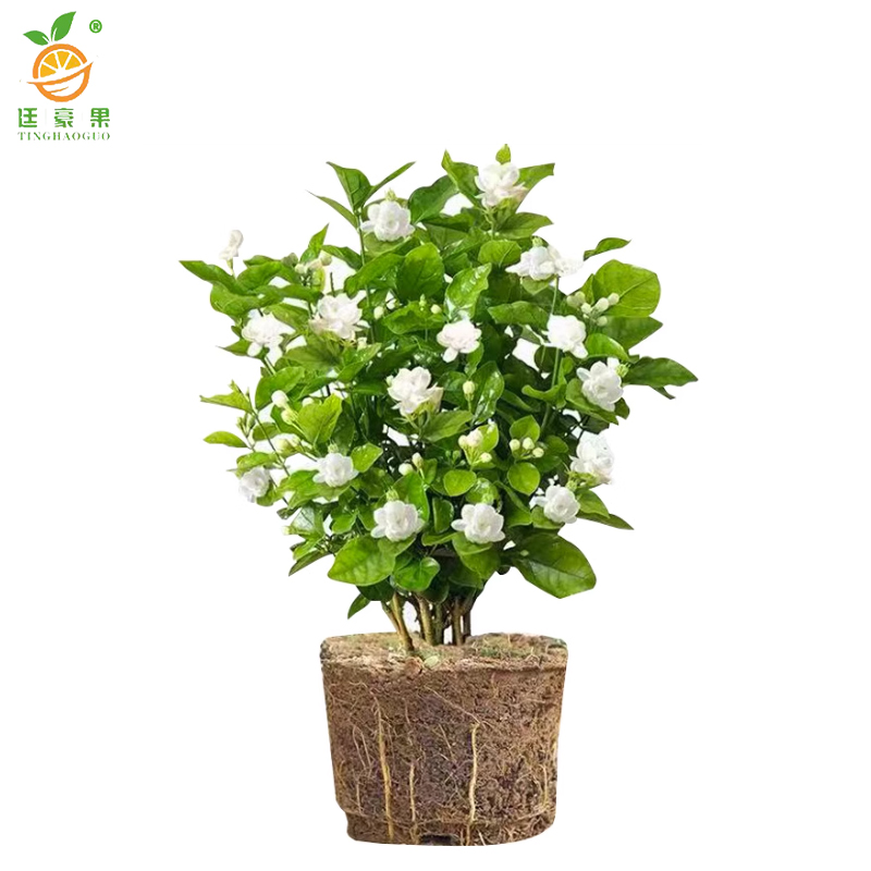 廷豪果 九里香 高30-40cm /棵高清大图