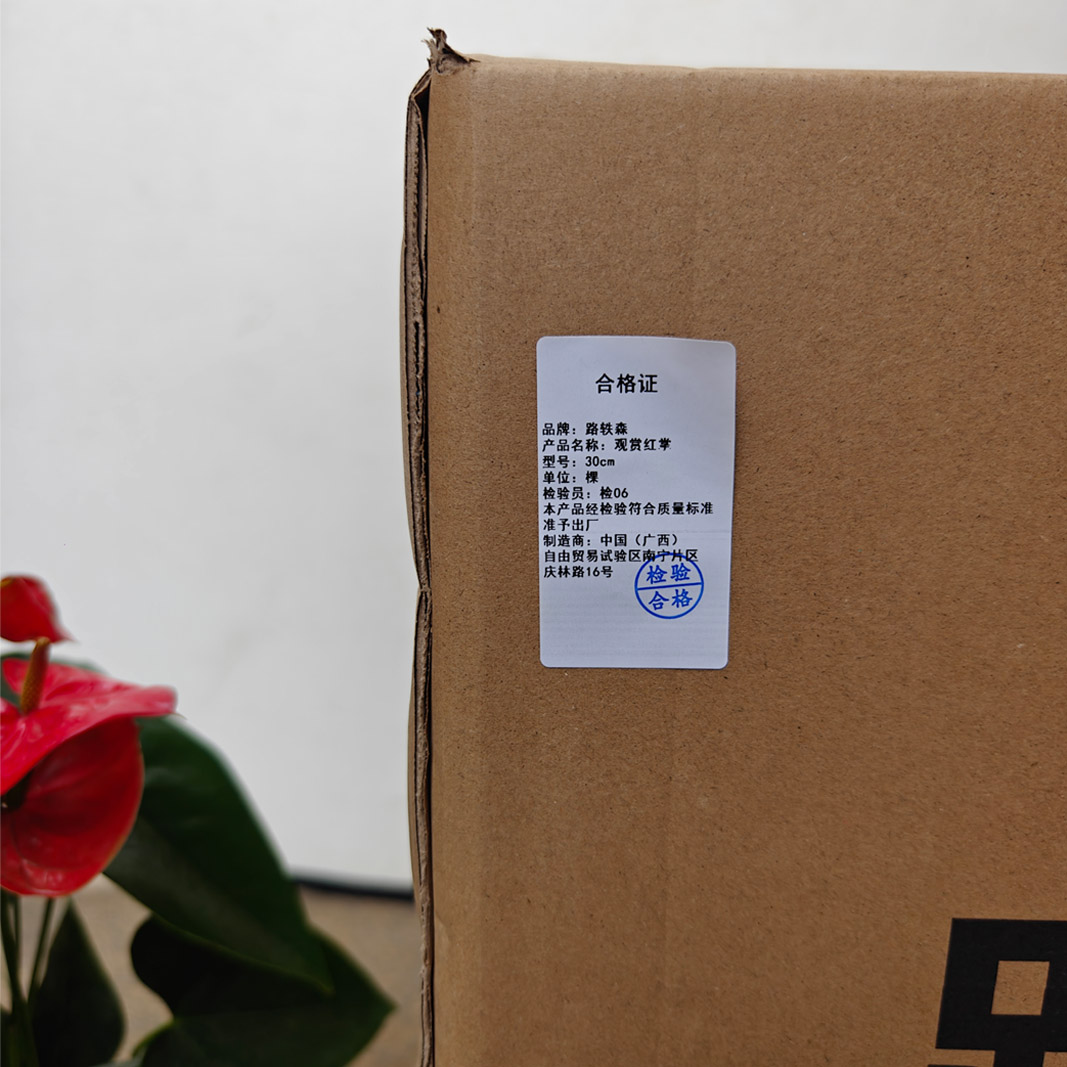 路轶森 观赏红掌 30cm 棵高清大图