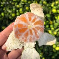 宜昌秭归蜜橘 5斤 薄皮桔子蜜桔 果园直发 新鲜蜜橘 薄皮桔子蜜桔 果园直发 新鲜采摘 坏果包赔 华中 仙一清水果