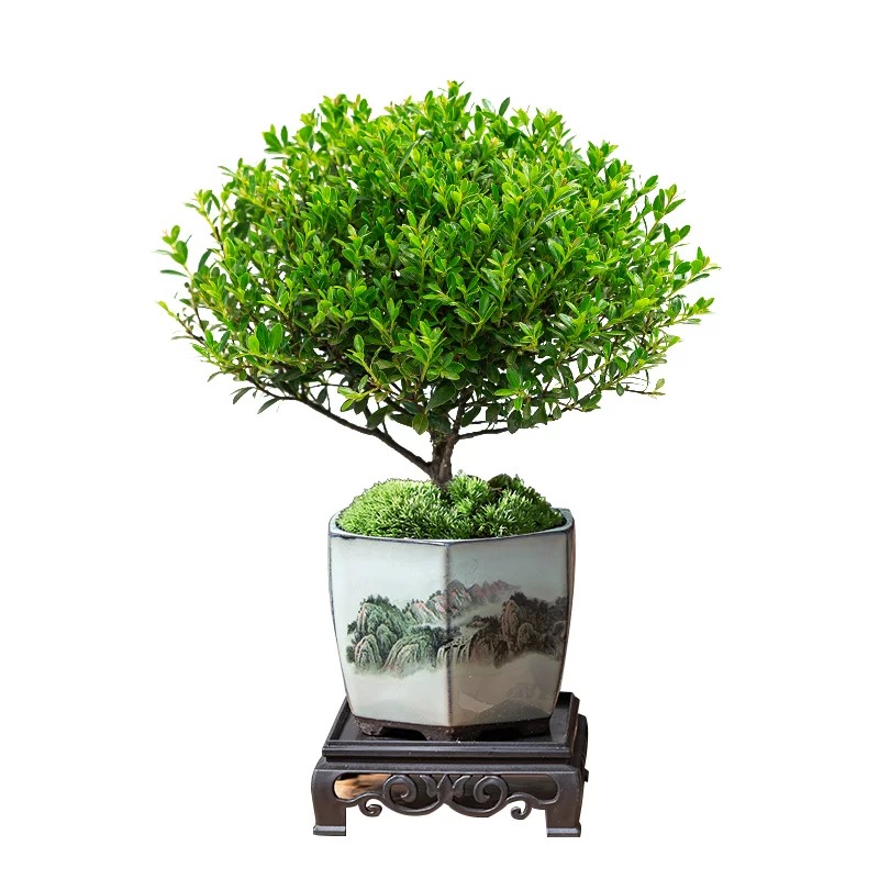 [补贴10%]小叶赤楠老桩盆栽盆景迷你植物室内花卉办公室桌面小绿植好养四季高清大图