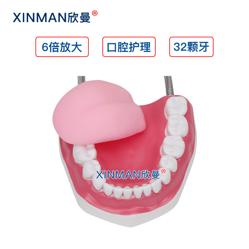 欣曼科教 口腔护理模型 牙保健模型 口腔清洁操作模型XM-KQA高清大图