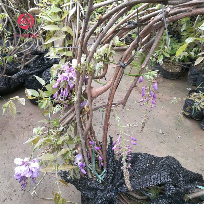 精选1根不含盆紫藤花苗爬藤攀援植物紫藤萝树苗老桩造景花园庭院楼顶