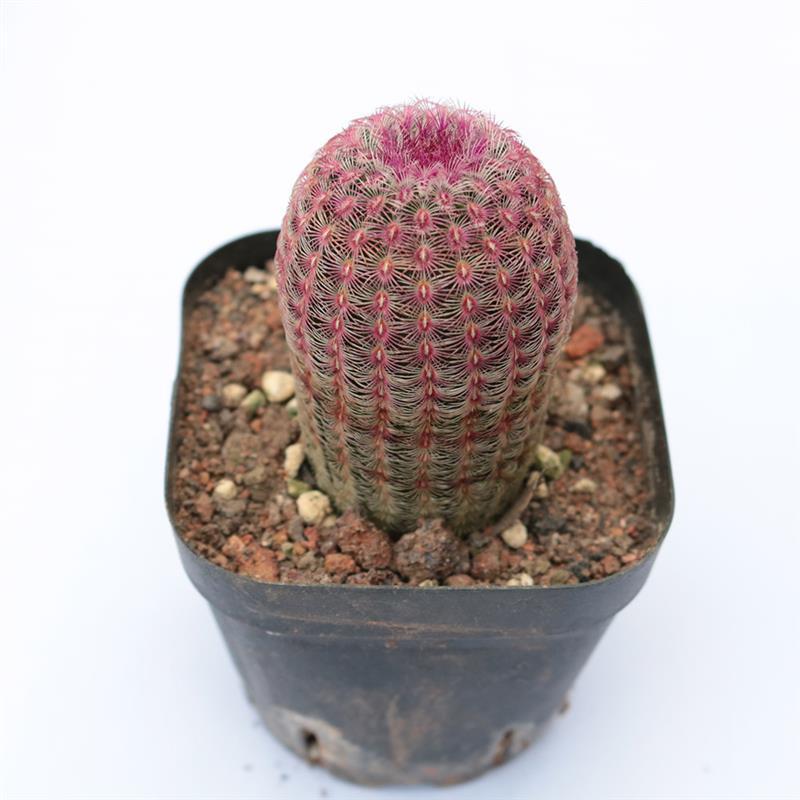 红太阳仙人球紫太阳仙人柱多肉植物馆开花室内防辐射小盆栽报价 参数 图片 视频 怎么样 问答 苏宁易购