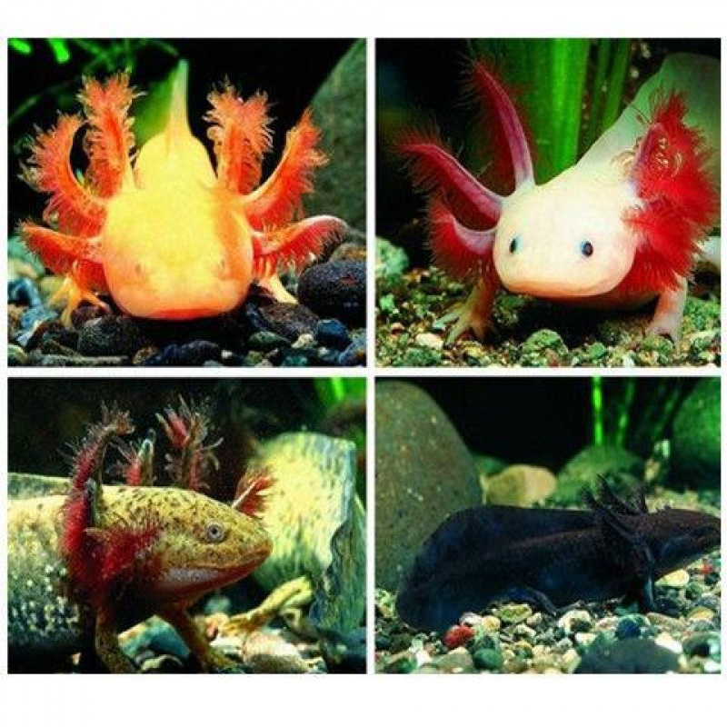 东方娃娃鱼六角恐龙鱼小火龙淡冷鱼观赏鱼