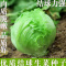 好润青结球生菜种子3000粒袋装