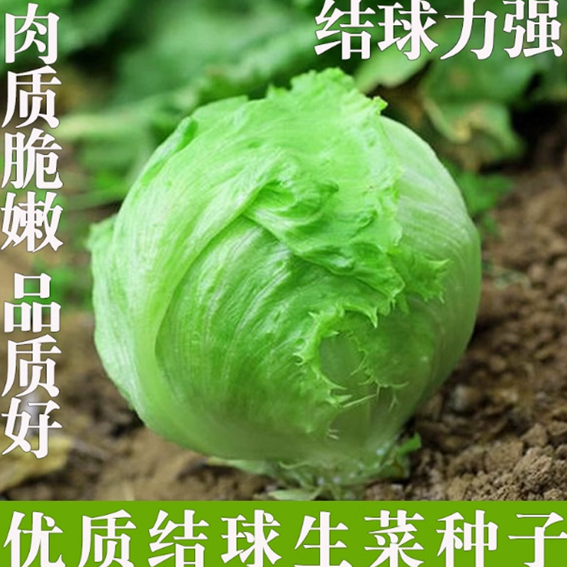 好润青结球生菜种子3000粒袋装