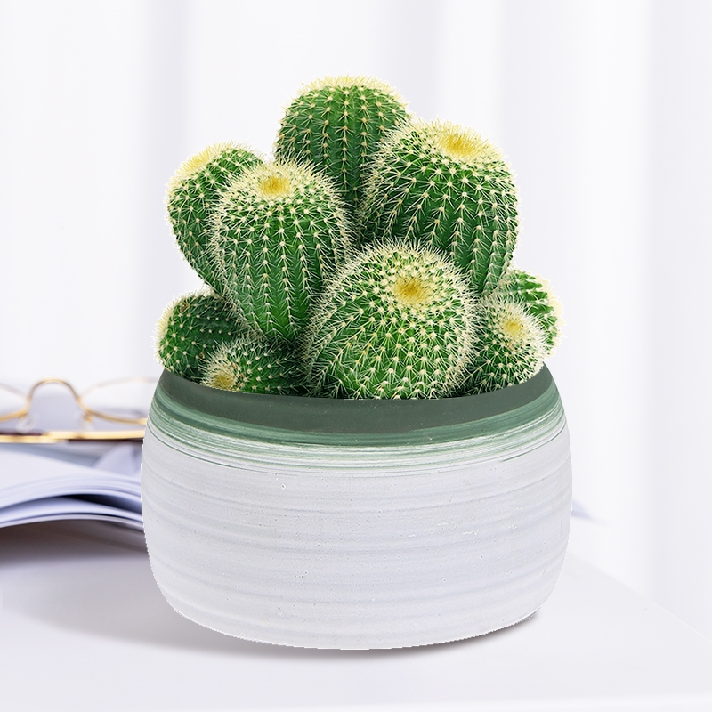 回固多头仙人球盆栽室内植物办公室桌面创意小盆景多肉