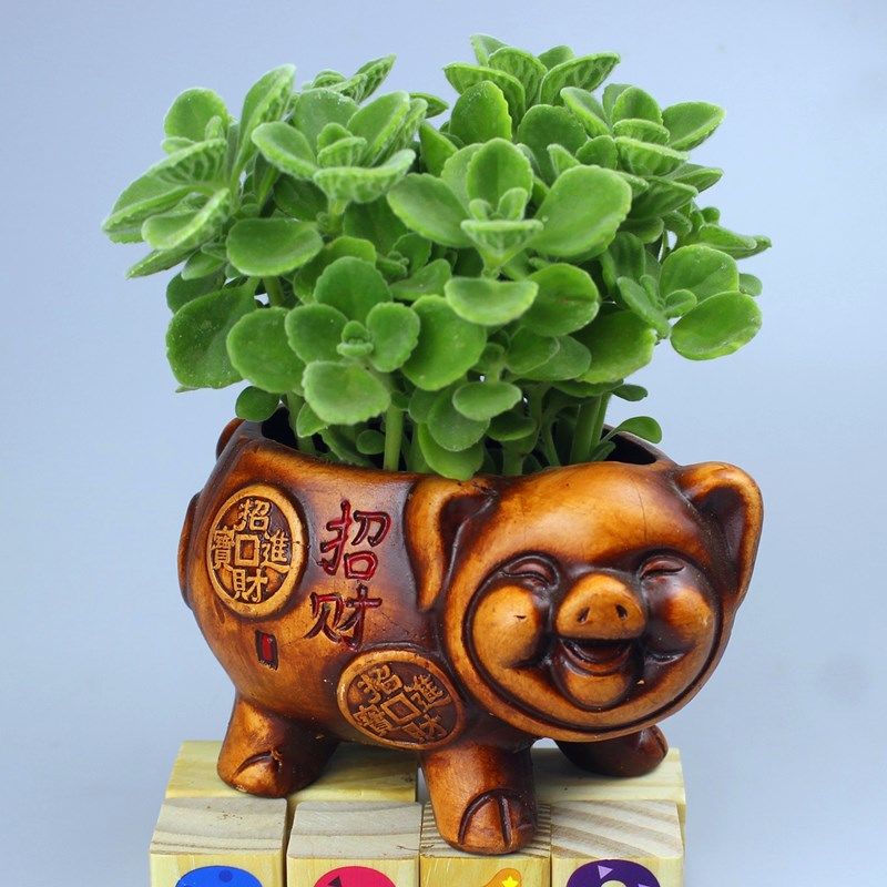 碰碰香一抹香盆栽植物室内阳台香草多肉净化空气植物 招财猪 一抹香