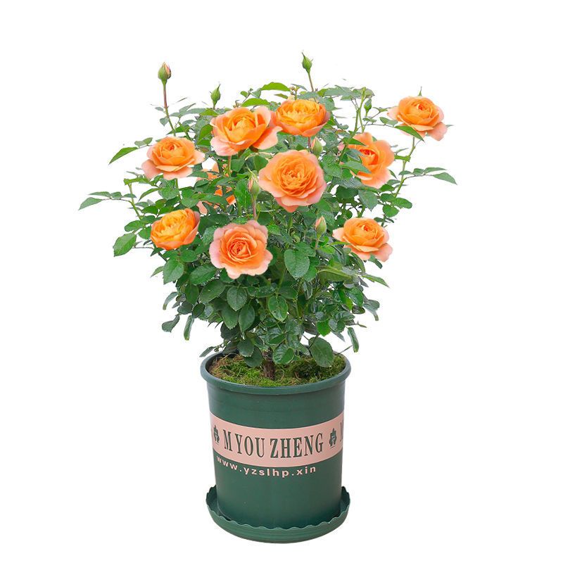 果汁阳台月季花苗浓香玫瑰大花庭院花卉植物盆栽蔷薇四季开带花苞 玫红木香[甜蜜红木香] 小苗[培养盆]