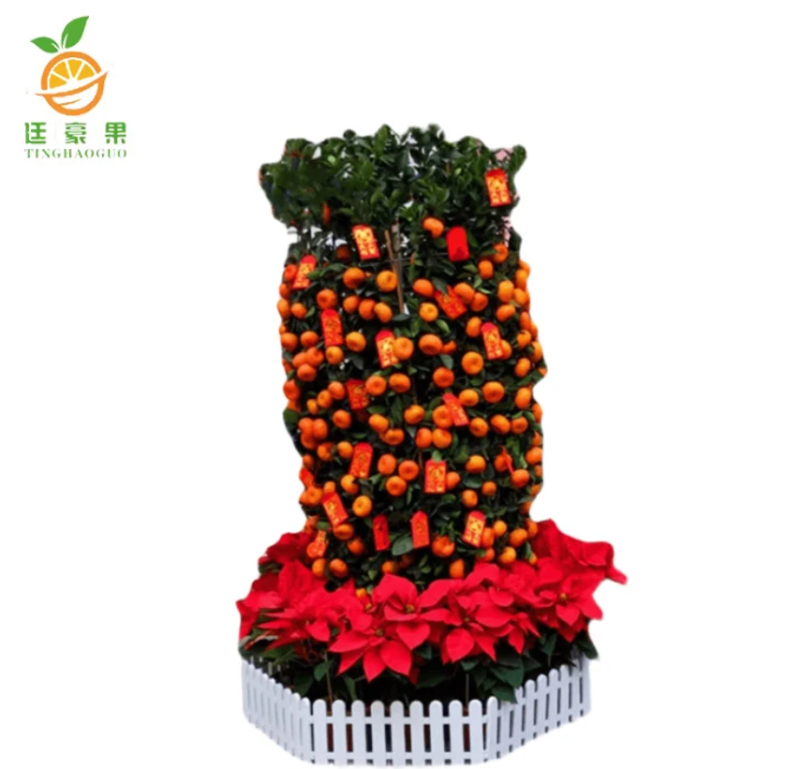 廷豪果 年桔盆栽 2.1米高 /棵高清大图