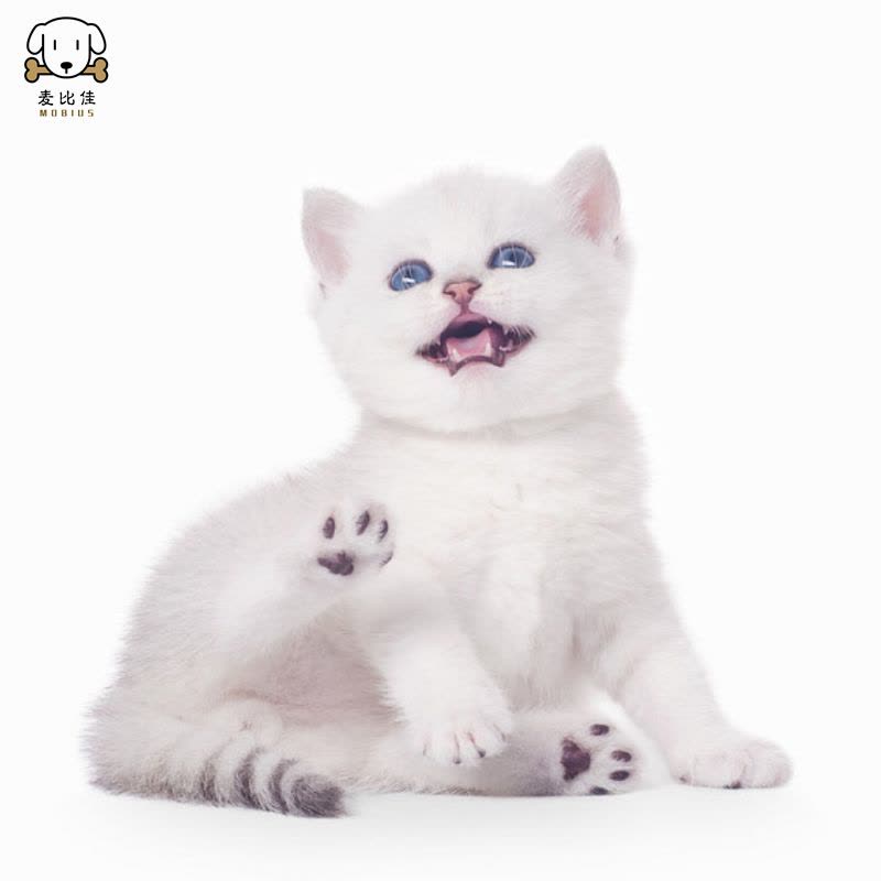 麦比佳 银渐层猫 纯种银渐层猫咪活体出售 双血统级英短毛猫银渐层金渐层幼猫活物 蓝眼睛 银点猫 白色宠物猫 公母视频挑选图片