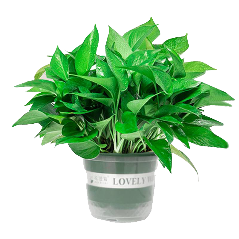 是尚 绿植盆栽 绿萝/罐高清大图