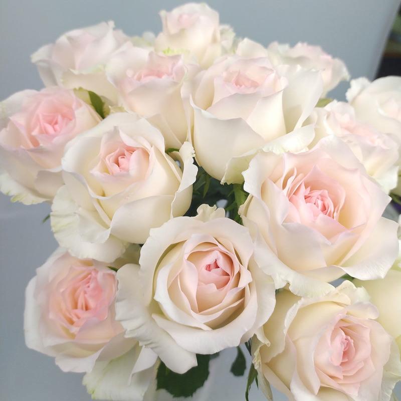 小白兔玫瑰花鲜花云南昆明基地直批直发新鲜批发家用水养花束速递