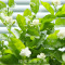 室内花卉观花植物四季好养的花开花不断净化空气绿植