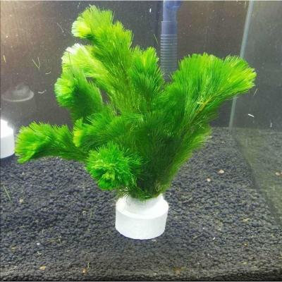 绿菊活体水草鱼缸水族箱造景不用水草泥不用二氧化碳增氧净化水质 绿