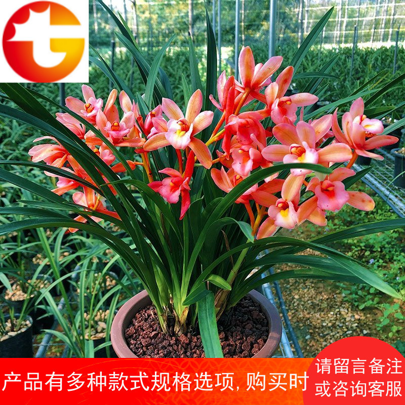 兰花 红贵妃 浓香型矮种 兰花苗 盆栽室内花卉四季兰建兰绿植好养
