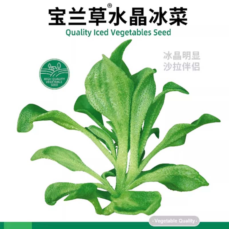冰草 宝兰草水晶冰菜种1000粒/袋高清大图