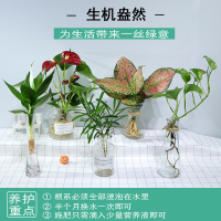 水培绿萝裸根水养绿植物15株水养绿萝 不含盆