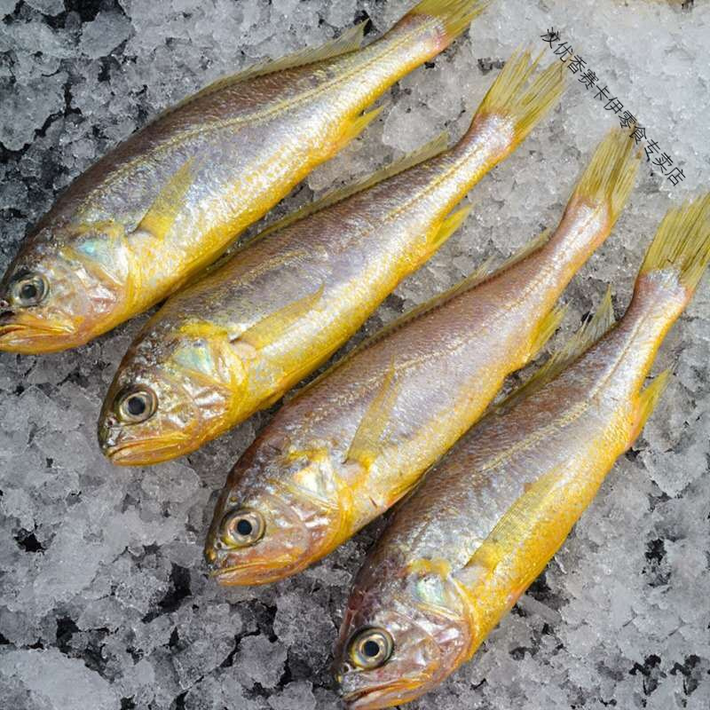 东海海捕海鲜黄花鱼海鲜小黄鱼海鲜鲜活黄花鱼海鲜鲜活小黄鱼5斤装
