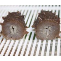 宫品海参 威海4A野生淡干海参刺参6-10只50g盒装 生鲜 海鲜水产