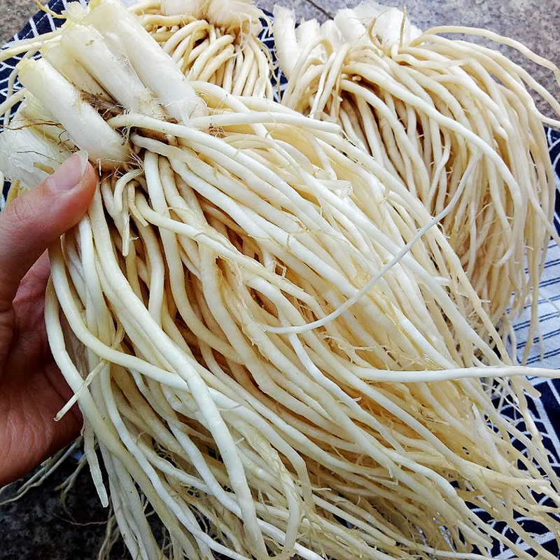 云南苤菜根1.5kg 保山新鲜蔬菜撇菜根用韭菜炖汤小炒腌制