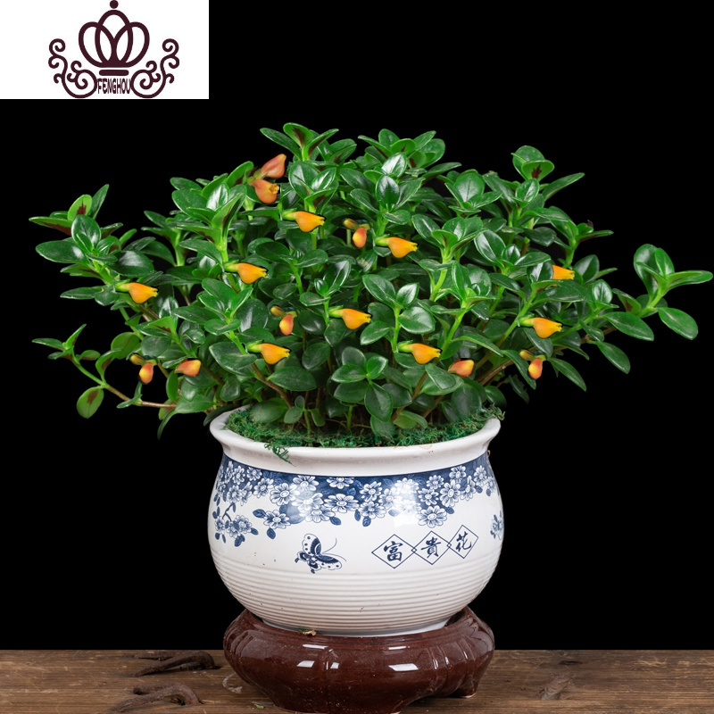 封后金鱼花吊兰室内客厅好养花卉金鱼花耐寒盆栽四季开花常青观花亲嘴