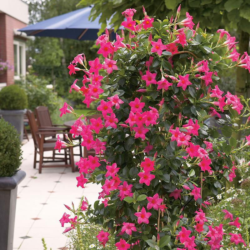 回固 庭院阳台多年生爬藤植物双喜藤万里飘香藤红婵花室内文藤花卉